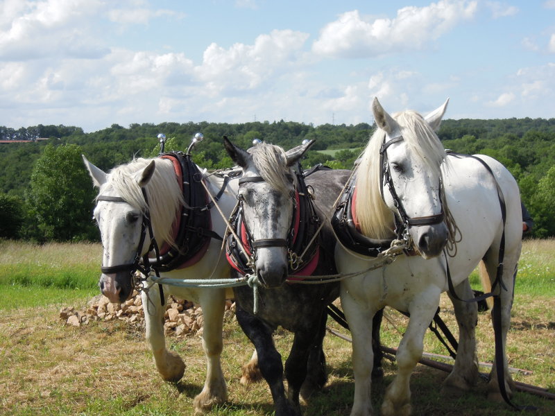 triple-chevaux