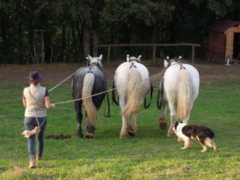 cheval-de-trait