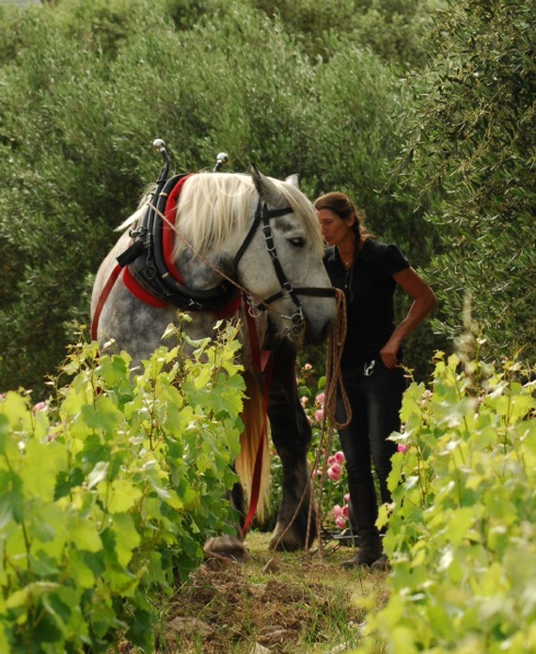 labour-chevaux