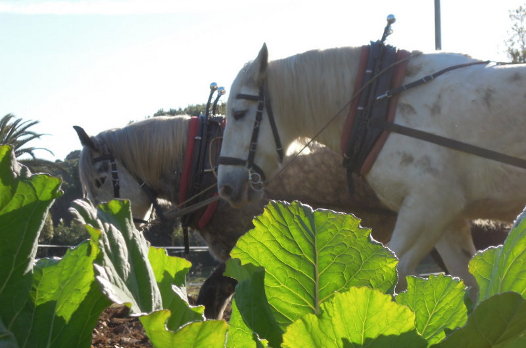 Le cheval pour le maraîchage