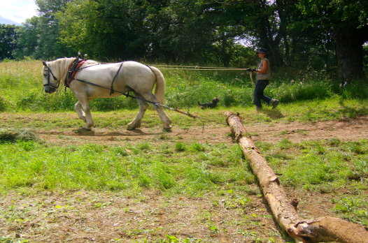 Le cheval pour le débardage