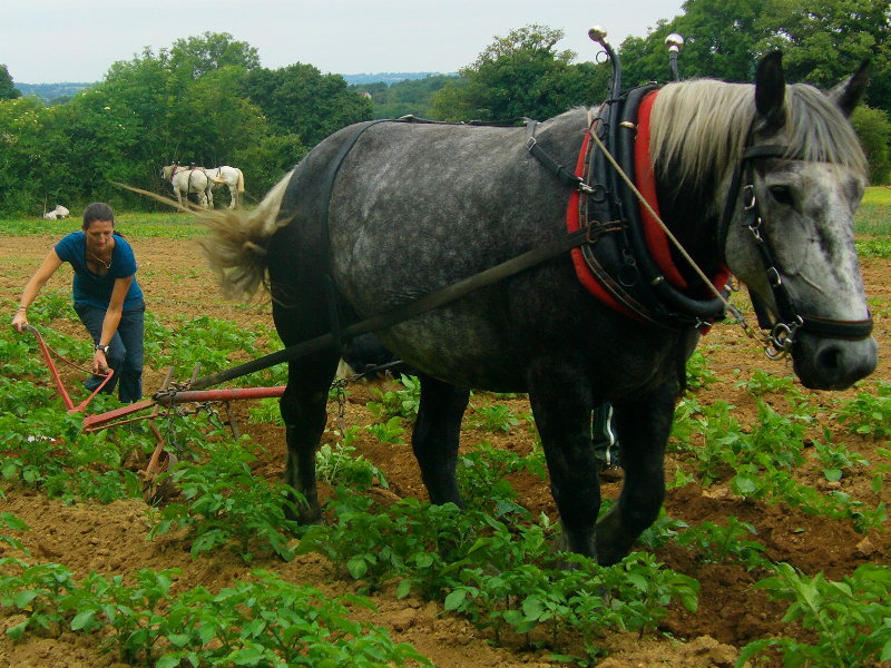 maraichage-cheval-12