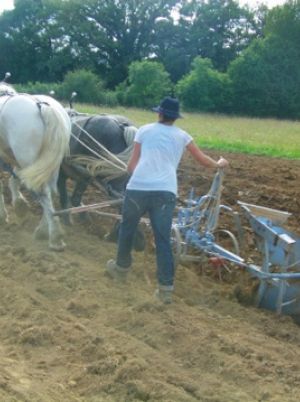 trait-de-cheval-brabant