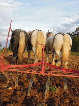 trait-de-cheval-cultivateur