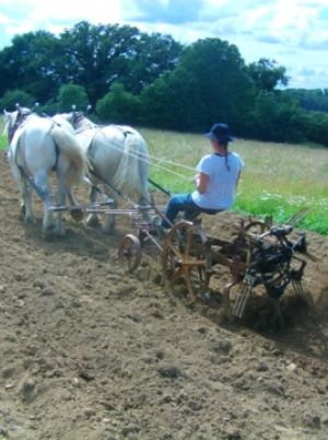 trait-de-cheval-arracheuse